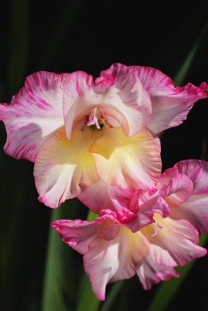 Gladiolus Seeing Double 